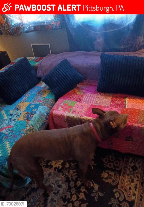 Lost Female Dog last seen Whited st, Pittsburgh, PA 15210