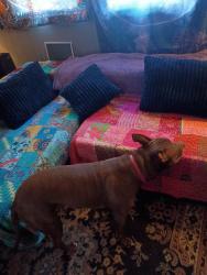 Lost Female Dog last seen Whited st, Pittsburgh, PA 15210