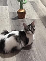 Lost Female Cat last seen Mount dora, Mount Dora, FL 32757