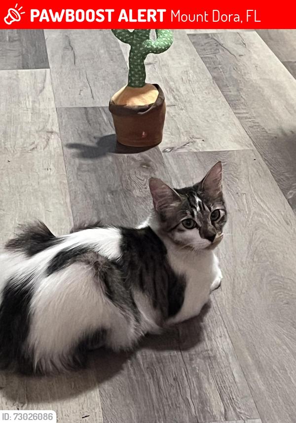 Lost Female Cat last seen Mount dora, Mount Dora, FL 32757
