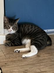 Lost Male Cat last seen Near 76th Ave N, Pinellas Park, FL 33781