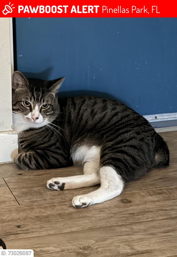 Lost Male Cat last seen Near 76th Ave N, Pinellas Park, FL 33781