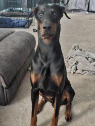 Reunited Male Dog last seen Bond mill, West Laurel, MD 20707