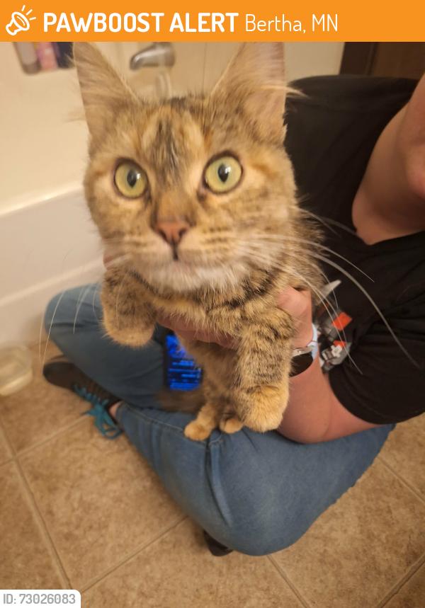 Found/Stray Female Cat last seen Bertha Manor apmts, Bertha, MN 56437