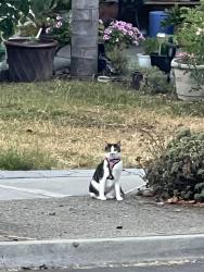 Found/Stray Female Cat last seen Granada, San Jose, CA 95122