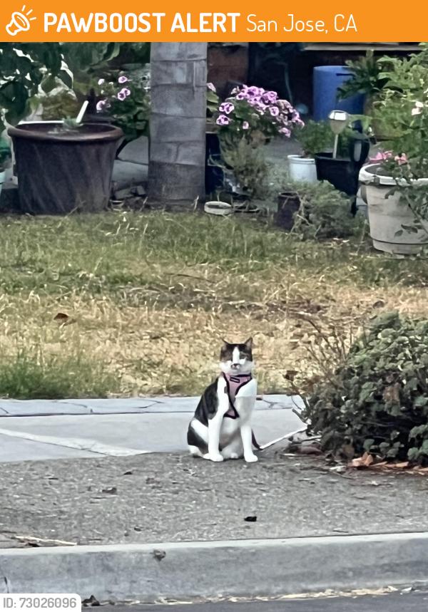 Found/Stray Female Cat last seen Granada, San Jose, CA 95122