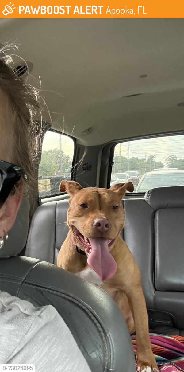 Found/Stray Female Dog last seen Welch and Rocksprings Rd, Apopka, FL 32712