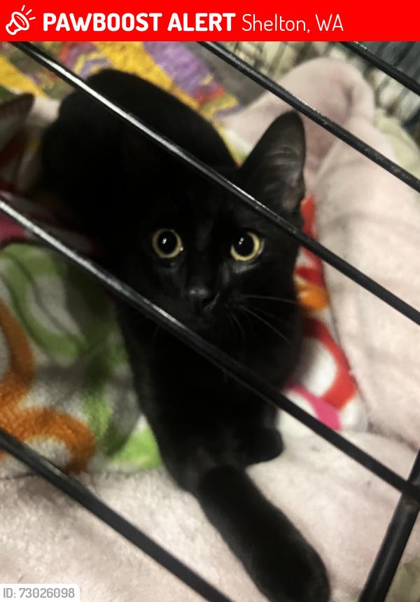 Lost Male Cat last seen Near E Harstine island road South, Shelton, WA 98584