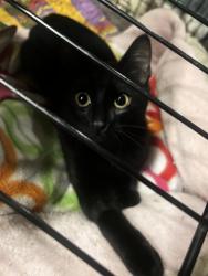 Lost Male Cat last seen Near E Harstine island road South, Shelton, WA 98584