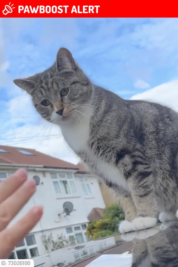 Lost Female Cat last seen Orchard Avenue , Greater London, England TW14 9RE