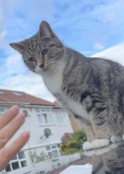 Lost Female Cat last seen Orchard Avenue , Greater London, England TW14 9RE