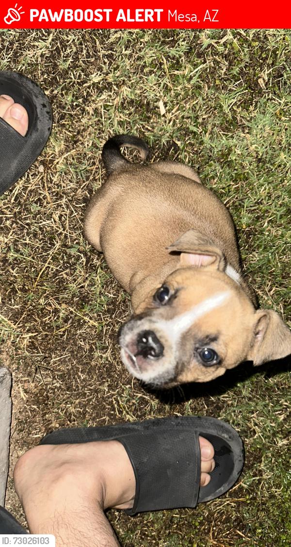 Lost Male Dog last seen Mesa dr and 6th , Mesa, AZ 85203