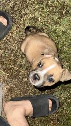 Lost Male Dog last seen Mesa dr and 6th , Mesa, AZ 85203