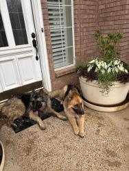 Found/Stray Unknown Dog last seen Pleasant Ridge & Kelly Elliott , Arlington, TX 76016