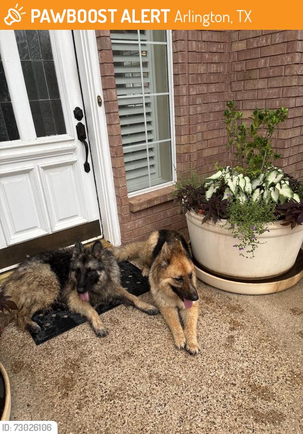 Found/Stray Unknown Dog last seen Pleasant Ridge & Kelly Elliott , Arlington, TX 76016