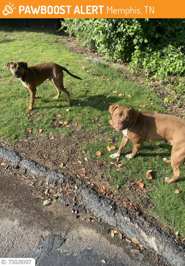 Found/Stray Unknown Dog last seen Youth village parking lot and summer ave Shelby oaks, Memphis, TN 38134