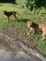 Found/Stray Unknown Dog last seen Youth village parking lot and summer ave Shelby oaks, Memphis, TN 38134