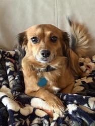 Reunited Female Dog last seen Luckie Street and West Ave, Cartersville, GA 30120