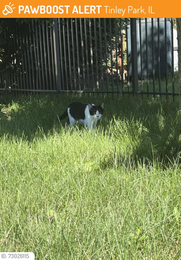 Found/Stray Unknown Cat last seen in my backyard, Tinley Park, IL 60487
