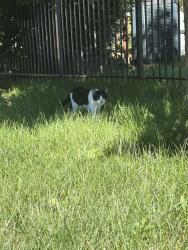 Found/Stray Unknown Cat last seen in my backyard, Tinley Park, IL 60487