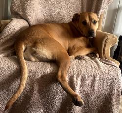 Reunited Female Dog last seen Beltline, Atlanta, GA 30318