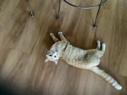 Found/Stray Male Cat last seen Camino los Milagros, Indio, CA 92203
