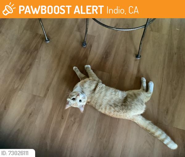 Found/Stray Male Cat last seen Camino los Milagros, Indio, CA 92203