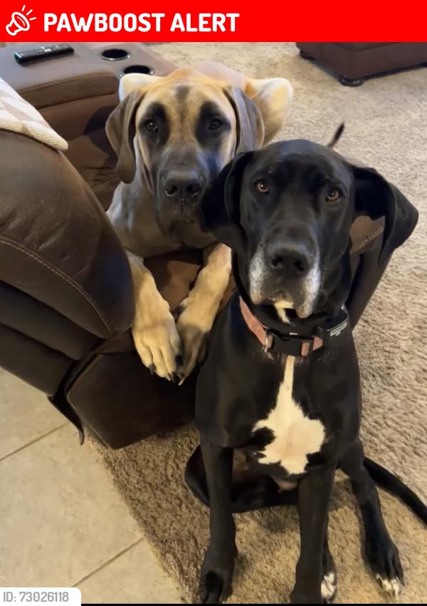 Lost Male Dog last seen Concord & 800 S, Tippecanoe County, IN 47992