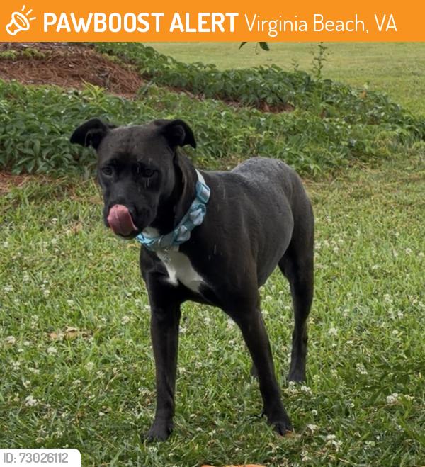 Found/Stray Unknown Dog last seen N Streamline Drive , Virginia Beach, VA 23454