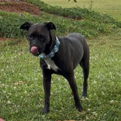 Found/Stray Unknown Dog last seen N Streamline Drive , Virginia Beach, VA 23454