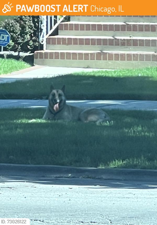 Found/Stray Unknown Dog last seen Central & sunnyside, Chicago, IL 60630