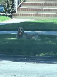 Found/Stray Unknown Dog last seen Central & sunnyside, Chicago, IL 60630