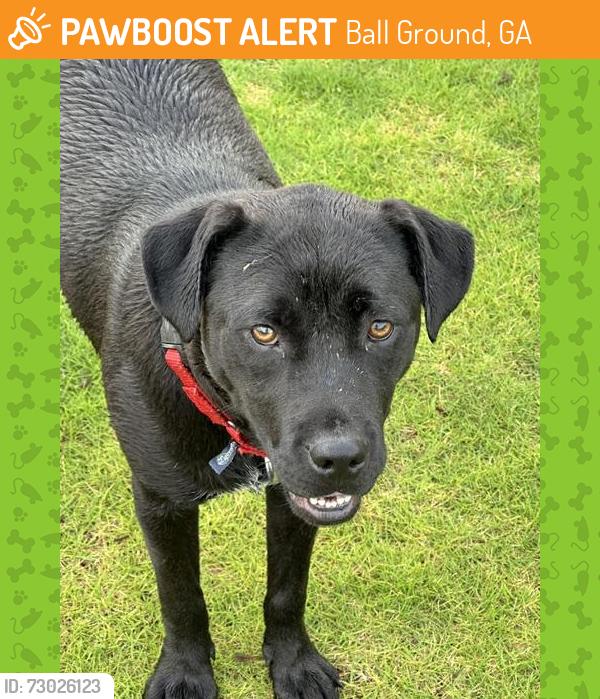 Found/Stray Male Dog last seen Ballground Park, Ball Ground, GA 30107