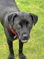 Found/Stray Male Dog last seen Ballground Park, Ball Ground, GA 30107