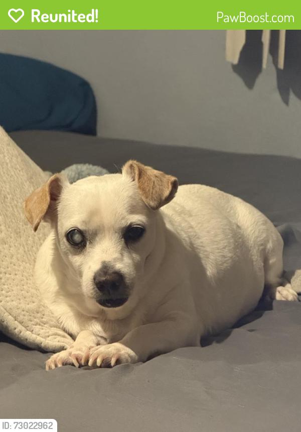 Reunited Male Dog last seen Near S Birchett Dr, Tempe, AZ 85282, USA, Tempe, AZ 85282