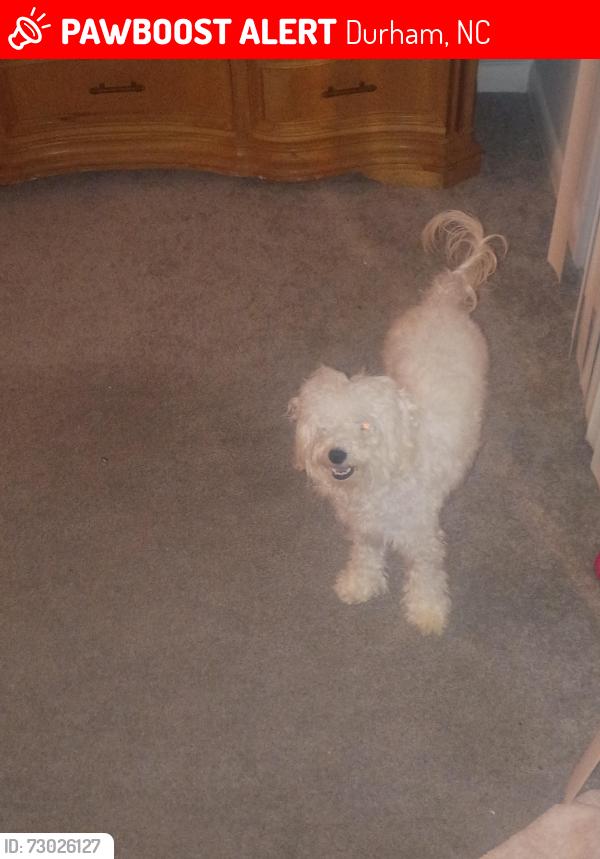 Lost Female Dog last seen Near Wyldewood Rd, Durham, NC 27704, Durham, NC 27704