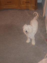 Lost Female Dog last seen Near Wyldewood Rd, Durham, NC 27704, Durham, NC 27704