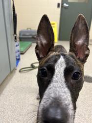 Shelter Stray Male Dog last seen Near S Birdneck Road, VIRGINIA BEACH, VA, 341 S Birdneck Rd, Virginia Beach, VA 23451, USA