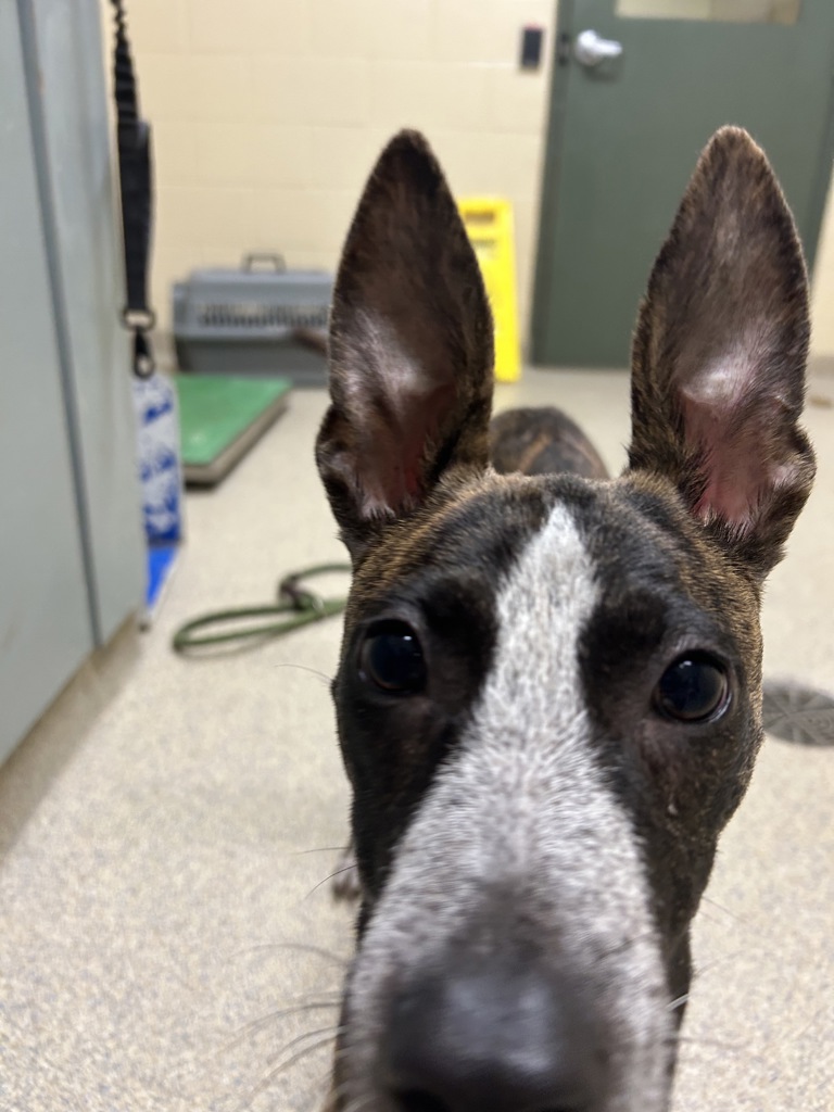 Shelter Stray Male Dog last seen Near S Birdneck Road, VIRGINIA BEACH, VA, 341 S Birdneck Rd, Virginia Beach, VA 23451, USA