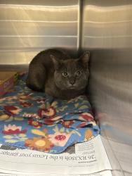 Shelter Stray Male Cat last seen Near S Birdneck Road, VIRGINIA BEACH, VA, 341 S Birdneck Rd, Virginia Beach, VA 23451, USA