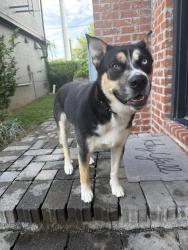 Reunited Female Dog last seen Lindsley Ave, Nashville, TN 37210