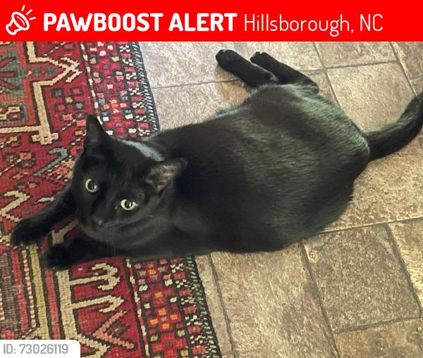 Lost Male Cat last seen Patriot place dr, Cornwall subdivison, Hillsborough, NC 27278