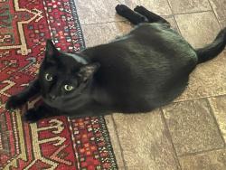 Lost Male Cat last seen Patriot place dr, Cornwall subdivison, Hillsborough, NC 27278