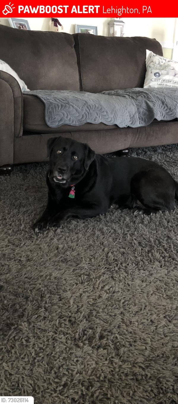 Lost Female Dog last seen Beltzville lake, Lehighton, PA 18235