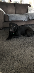 Lost Female Dog last seen Beltzville lake, Lehighton, PA 18235