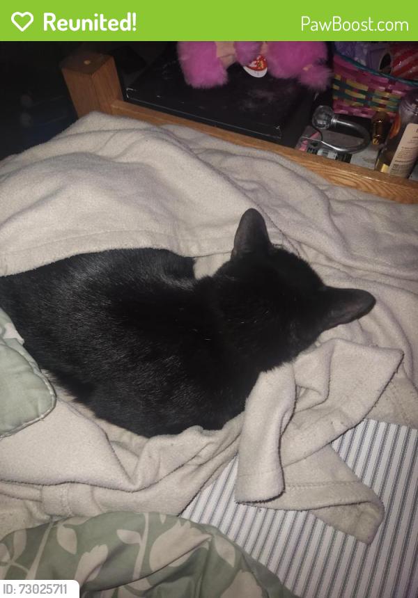 Reunited Male Cat last seen ??, Carlisle, PA 17013
