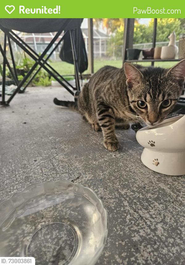 Reunited Male Cat last seen Skyline Blvd Cape Coral , Cape Coral, FL 33914