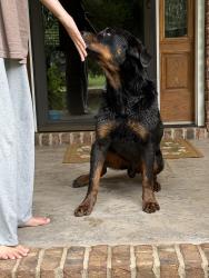 Reunited Male Dog last seen Hey 3, Mooresville, NC 28115