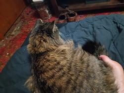 Lost Male Cat last seen Grace Lutheran Church between Woolworth and poppleton , Omaha, NE 68105