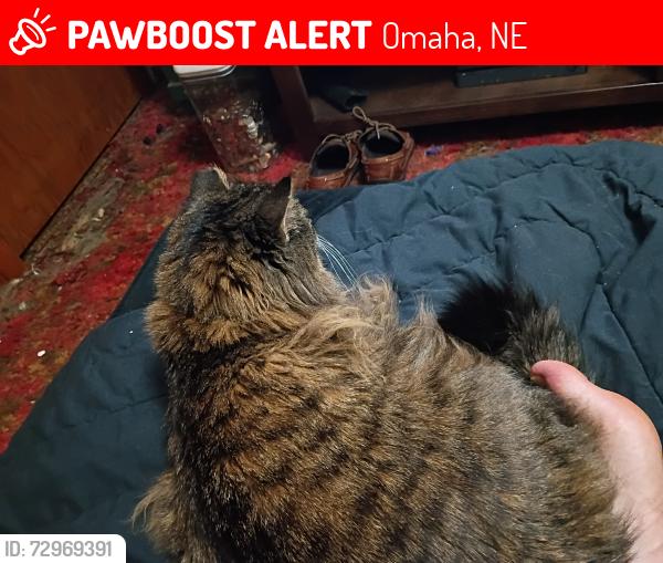 Lost Male Cat last seen Grace Lutheran Church between Woolworth and poppleton , Omaha, NE 68105